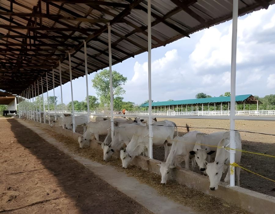 Brent Farms Feedlot Expansion