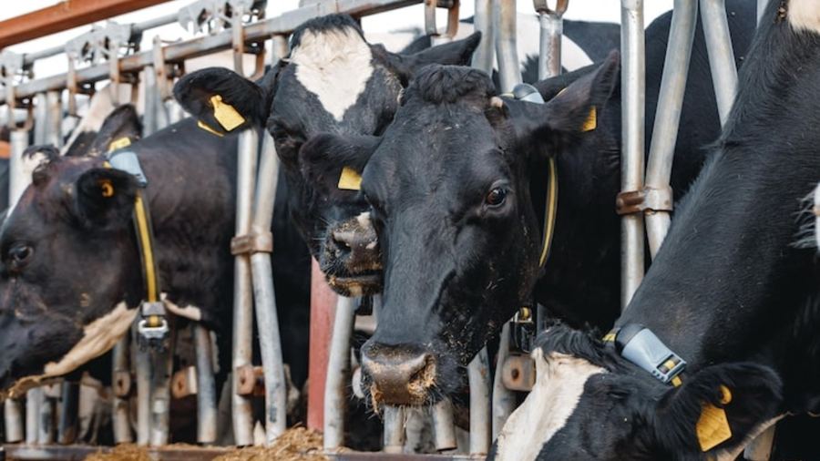 Animal Health & Biosecurity — Protecting Your Livestock Investment
