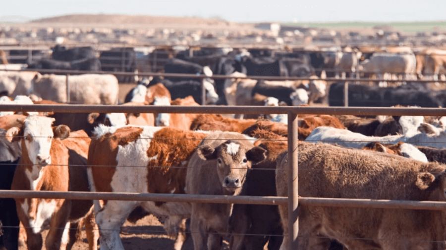 Feed Is Wealth — Mastering Livestock Nutrition for Higher Productivity