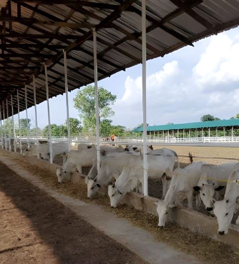 Livestock Development