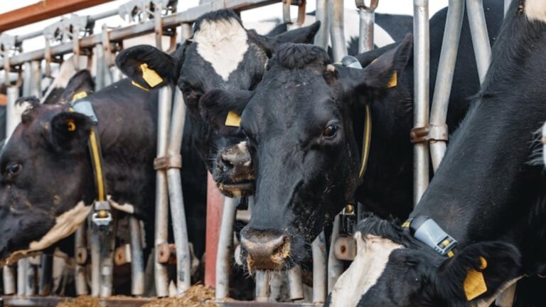 Animal Health & Biosecurity