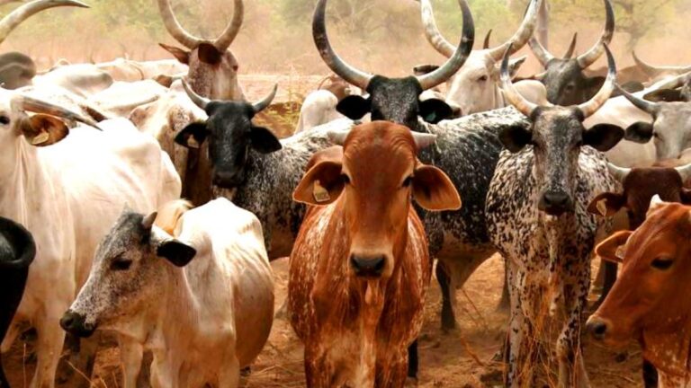 Building Sustainable Livestock Systems