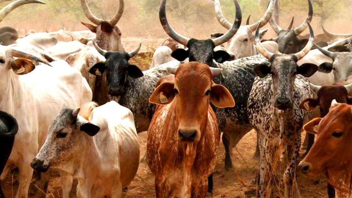 Building Sustainable Livestock Systems: The Future of Animal Production in Africa